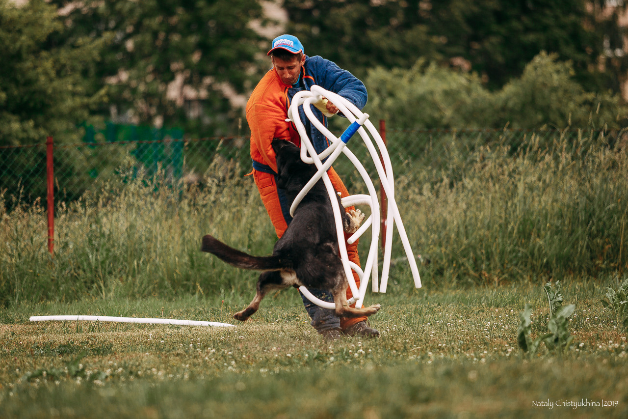 Соревнования по мондьорингу. Фотограф-анималист Наталия Чистюхина в г. Сосновый Бор и ЛО