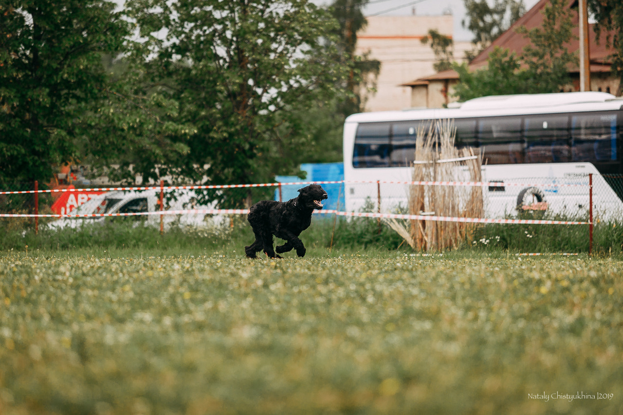 Соревнования БРР. Фотограф-анималист Наталия Чистюхина в г. Сосновый Бор и ЛО