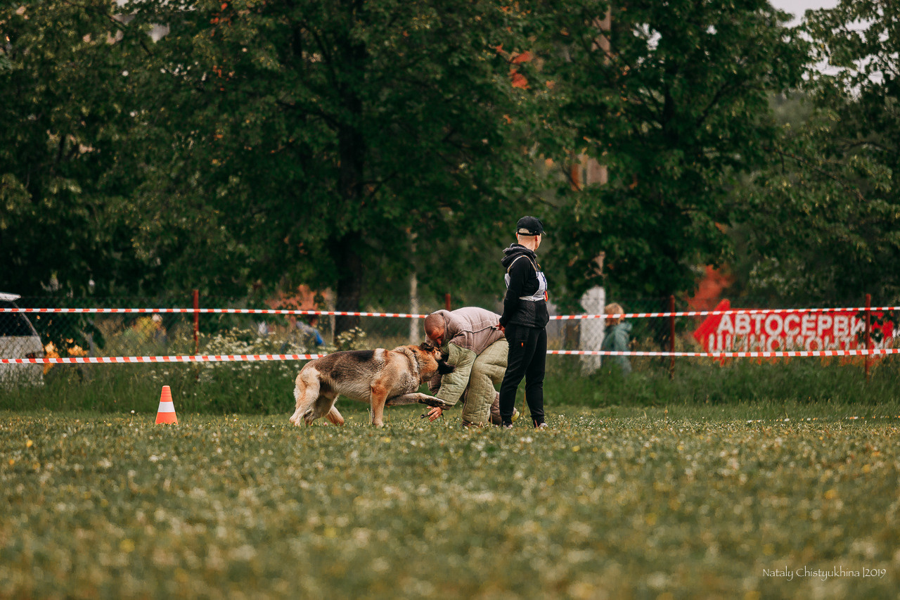 Соревнования БРР. Фотограф-анималист Наталия Чистюхина в г. Сосновый Бор и ЛО
