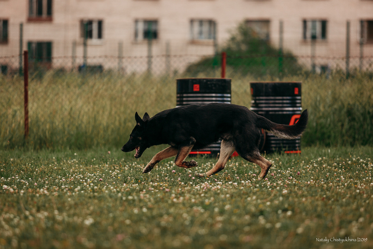 Соревнования по мондьорингу. Фотограф-анималист Наталия Чистюхина в г. Сосновый Бор и ЛО
