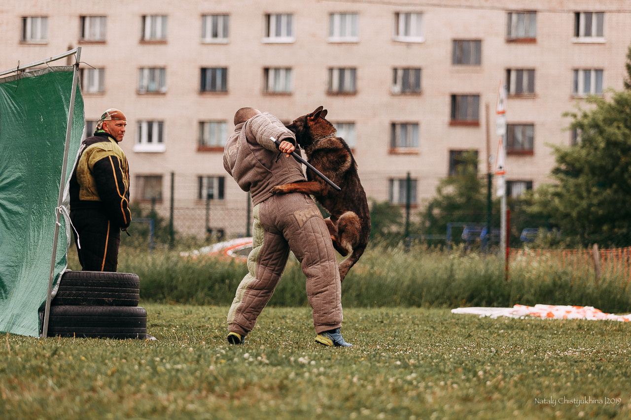 Соревнования БРР. Фотограф-анималист Наталия Чистюхина в г. Сосновый Бор и ЛО