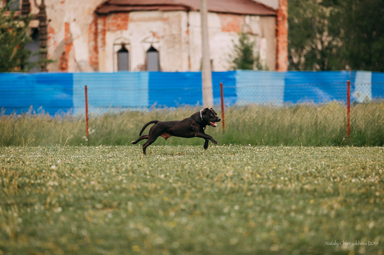 Соревнования БРР. Фотограф-анималист Наталия Чистюхина в г. Сосновый Бор и ЛО