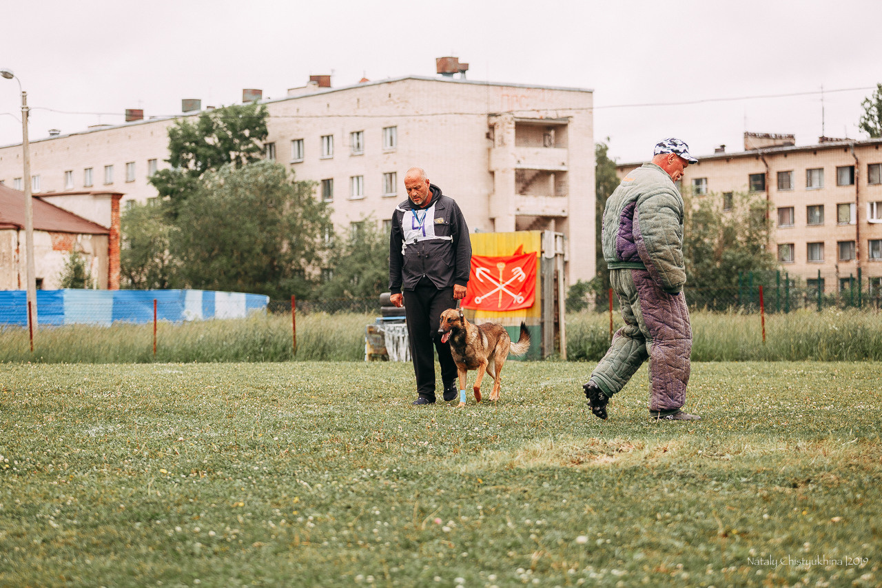 Соревнования БРР. Фотограф-анималист Наталия Чистюхина в г. Сосновый Бор и ЛО