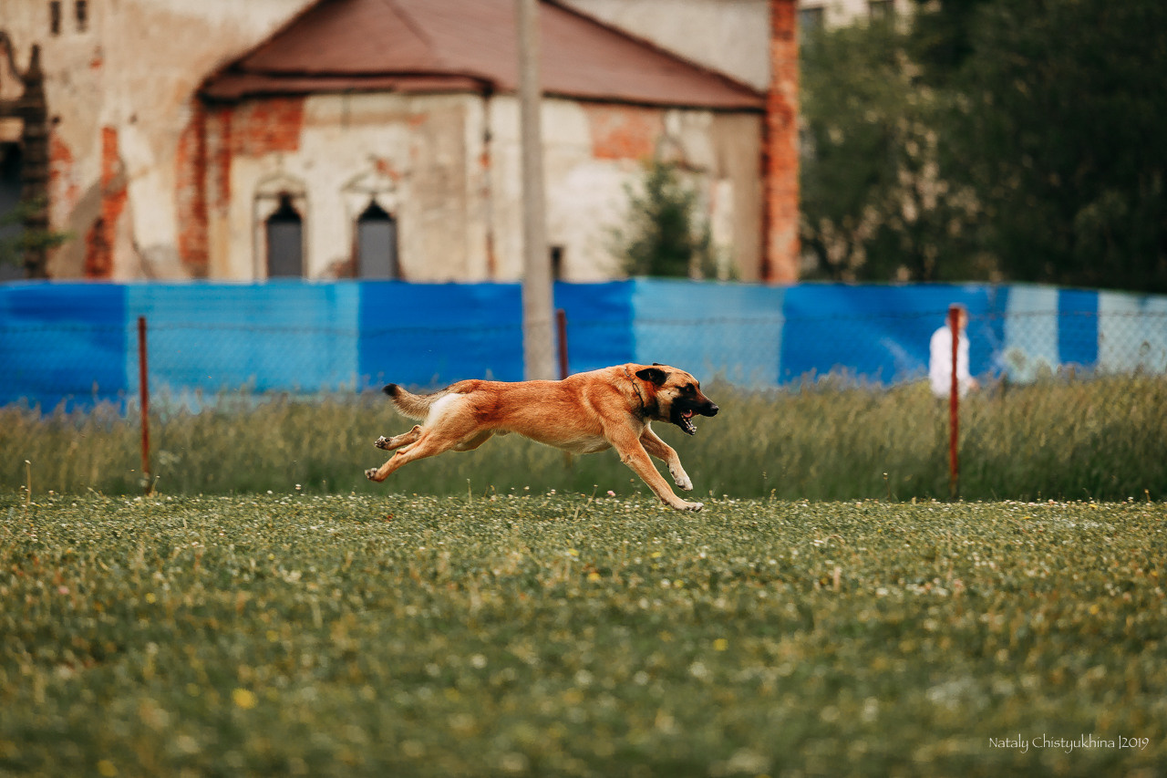 Соревнования БРР. Фотограф-анималист Наталия Чистюхина в г. Сосновый Бор и ЛО