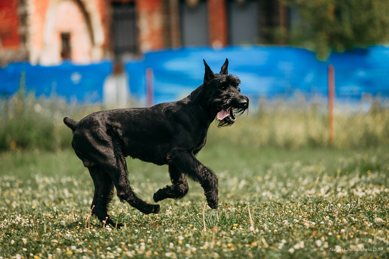 Соревнования по мондьорингу. Фотограф-анималист Наталия Чистюхина в г. Сосновый Бор и ЛО