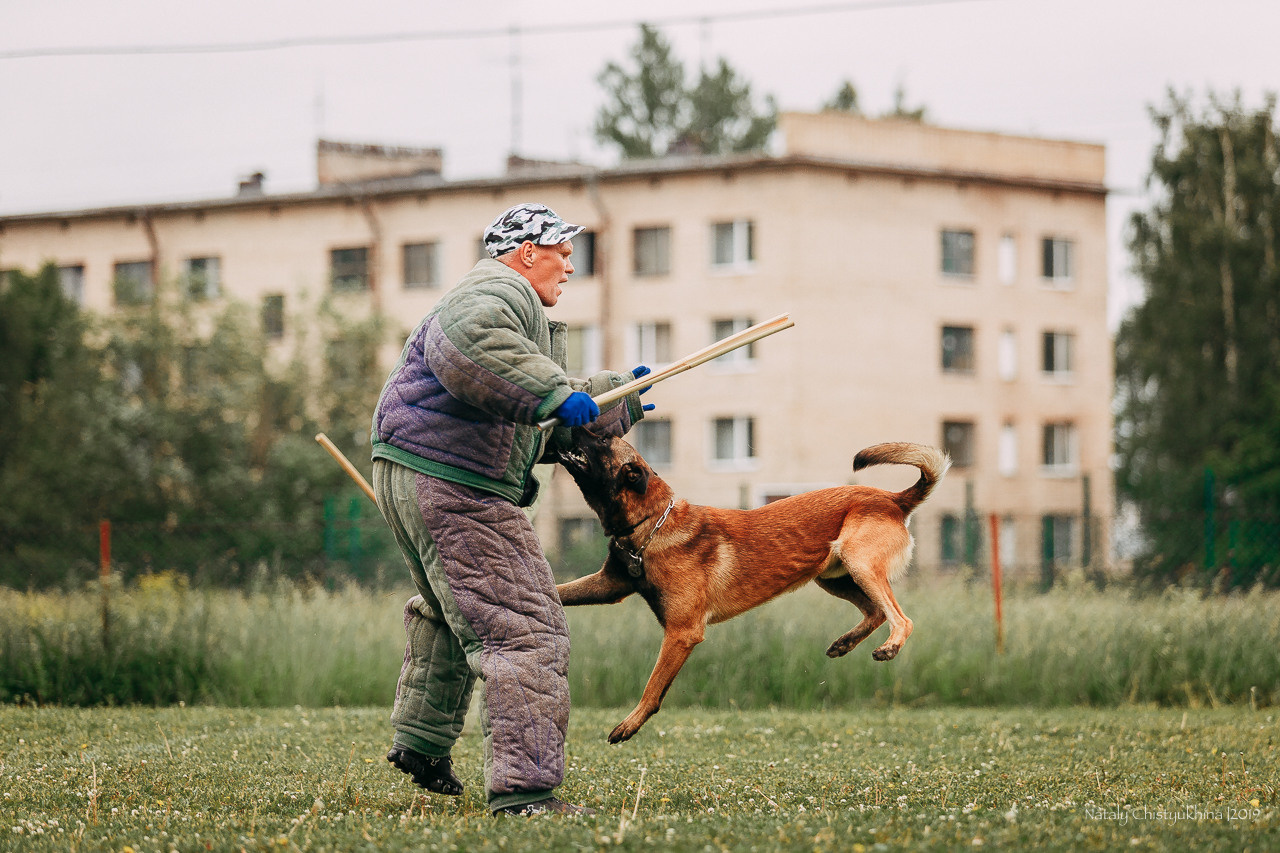 Соревнования БРР. Фотограф-анималист Наталия Чистюхина в г. Сосновый Бор и ЛО