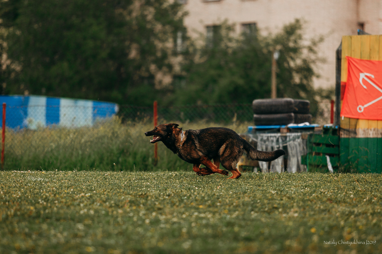 Соревнования БРР. Фотограф-анималист Наталия Чистюхина в г. Сосновый Бор и ЛО