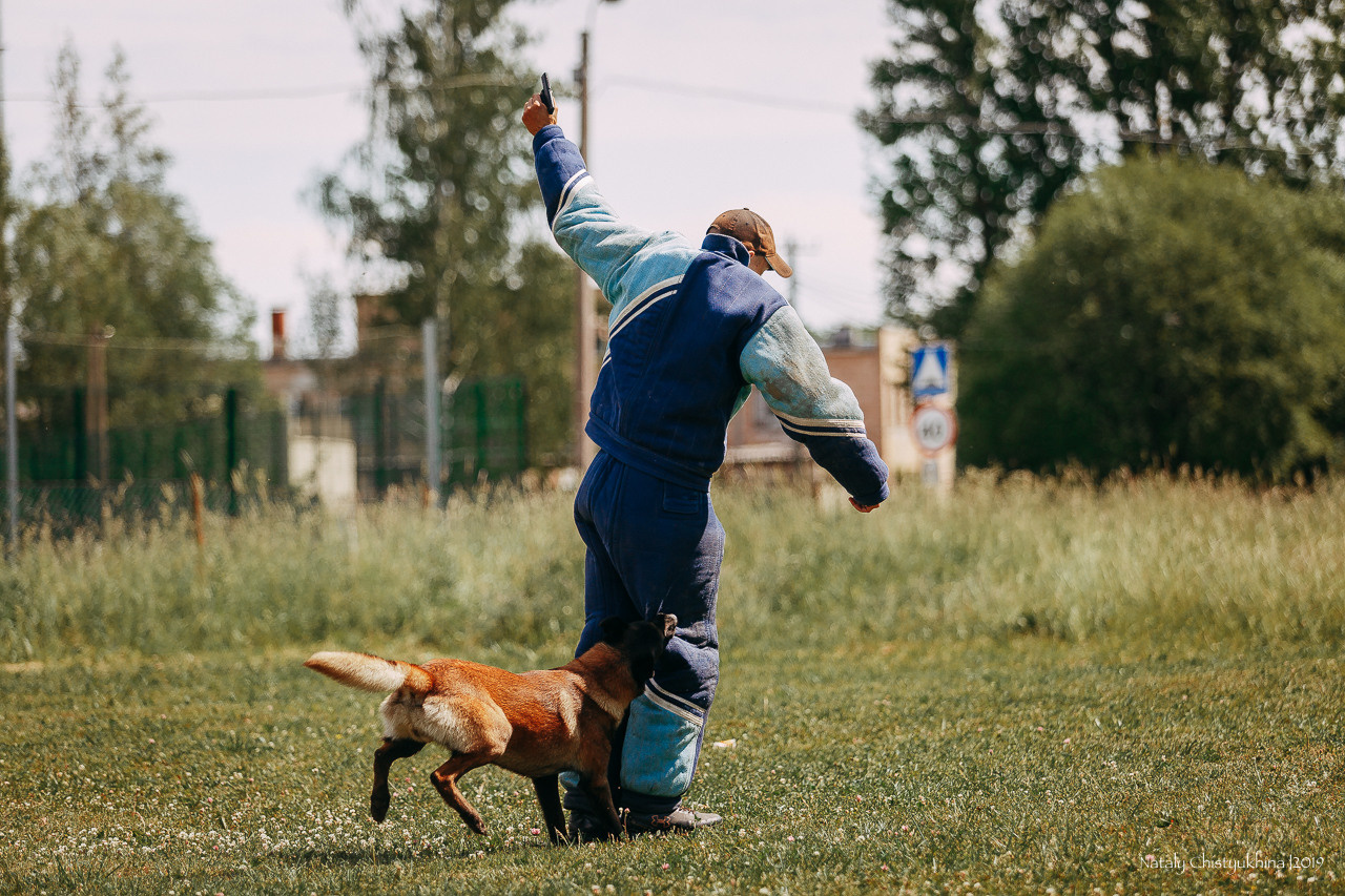Соревнования по мондьорингу. Фотограф-анималист Наталия Чистюхина в г. Сосновый Бор и ЛО