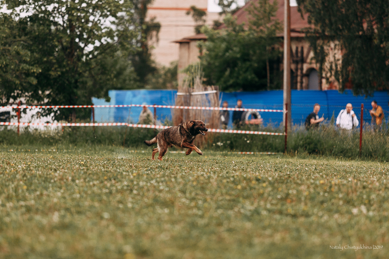 Соревнования БРР. Фотограф-анималист Наталия Чистюхина в г. Сосновый Бор и ЛО