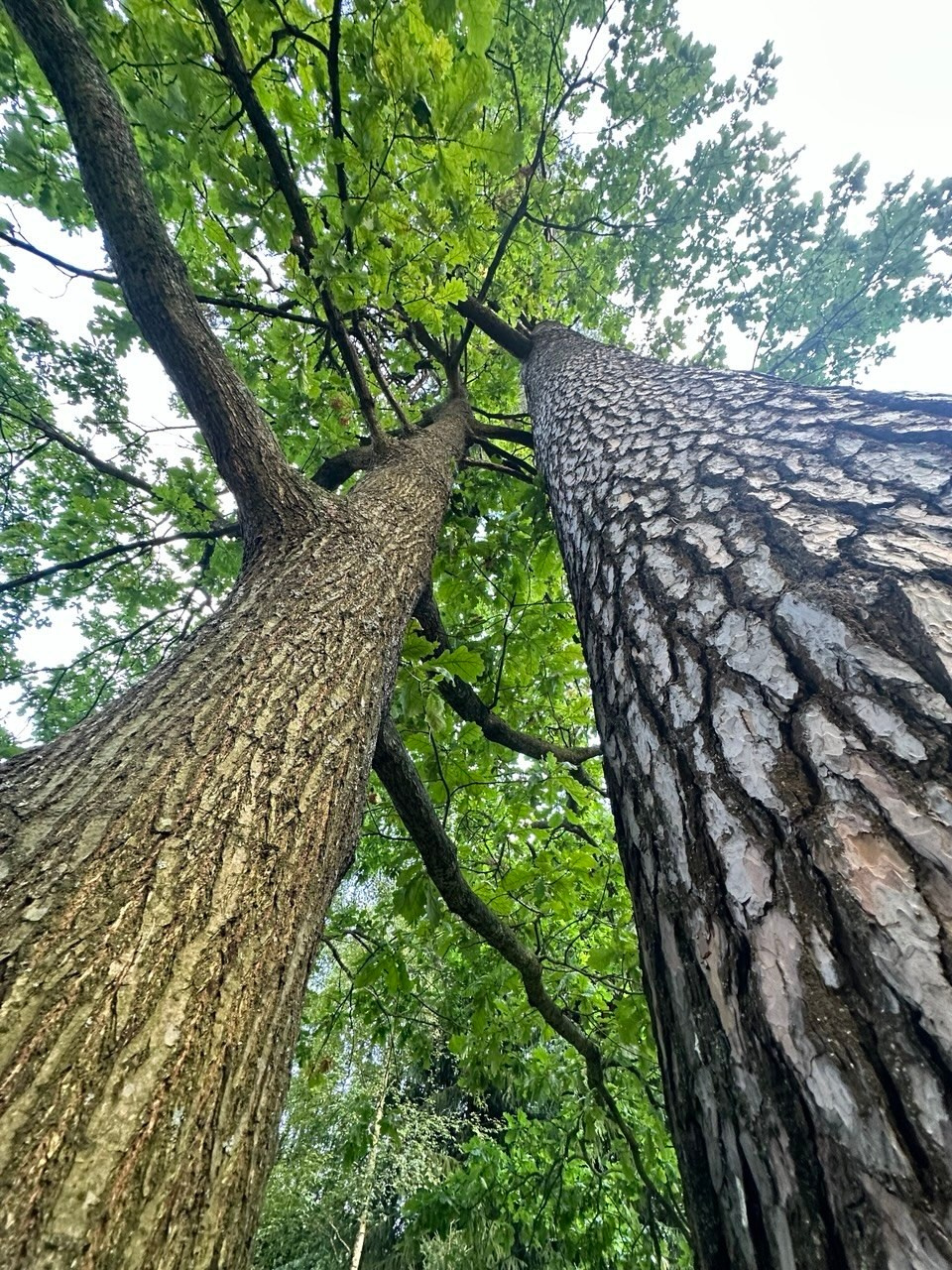 Радонежье. Путешествия со смыслом