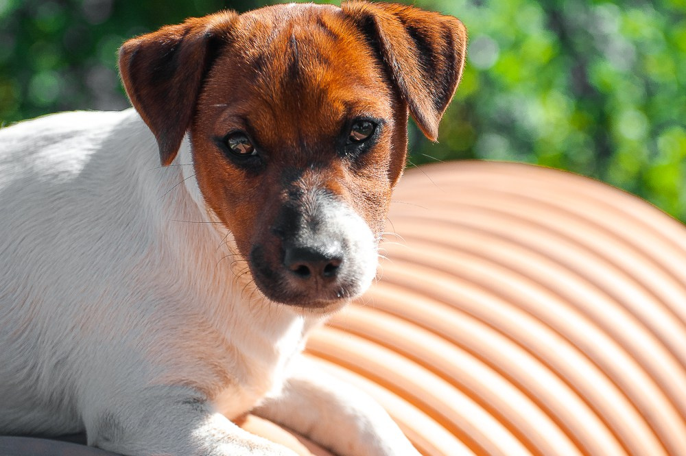 Мальчик 1 галерея. CANE MAESTRO — kennel Jack Russell Terrier