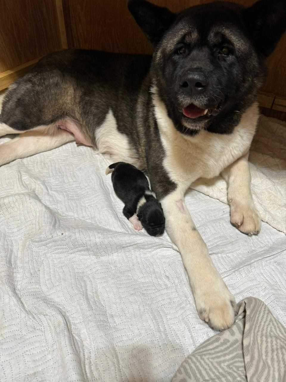 Американская акита  щенки питомник Санкт-Петербург клубные щенки Американская акита питомник RUBYLIGHT Рубилайт купить щенка американской акиты