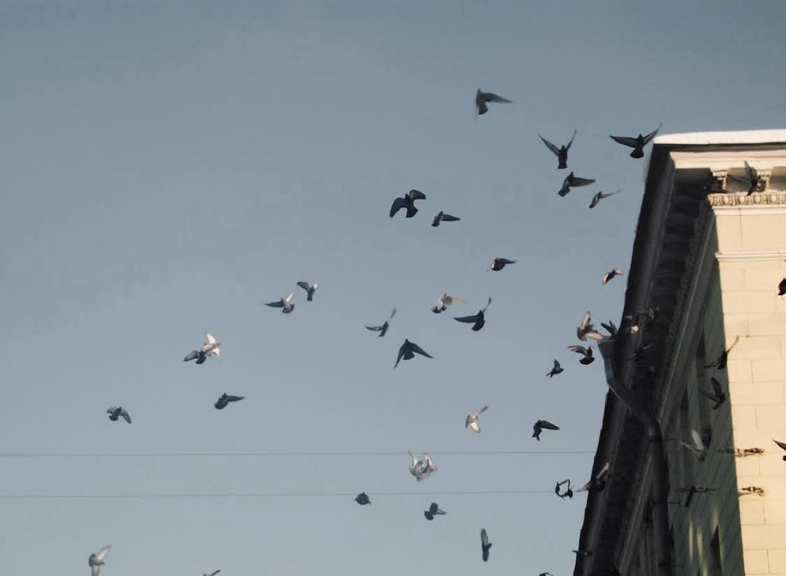 Видение. Костюмер, художник кино и телевидения в спб