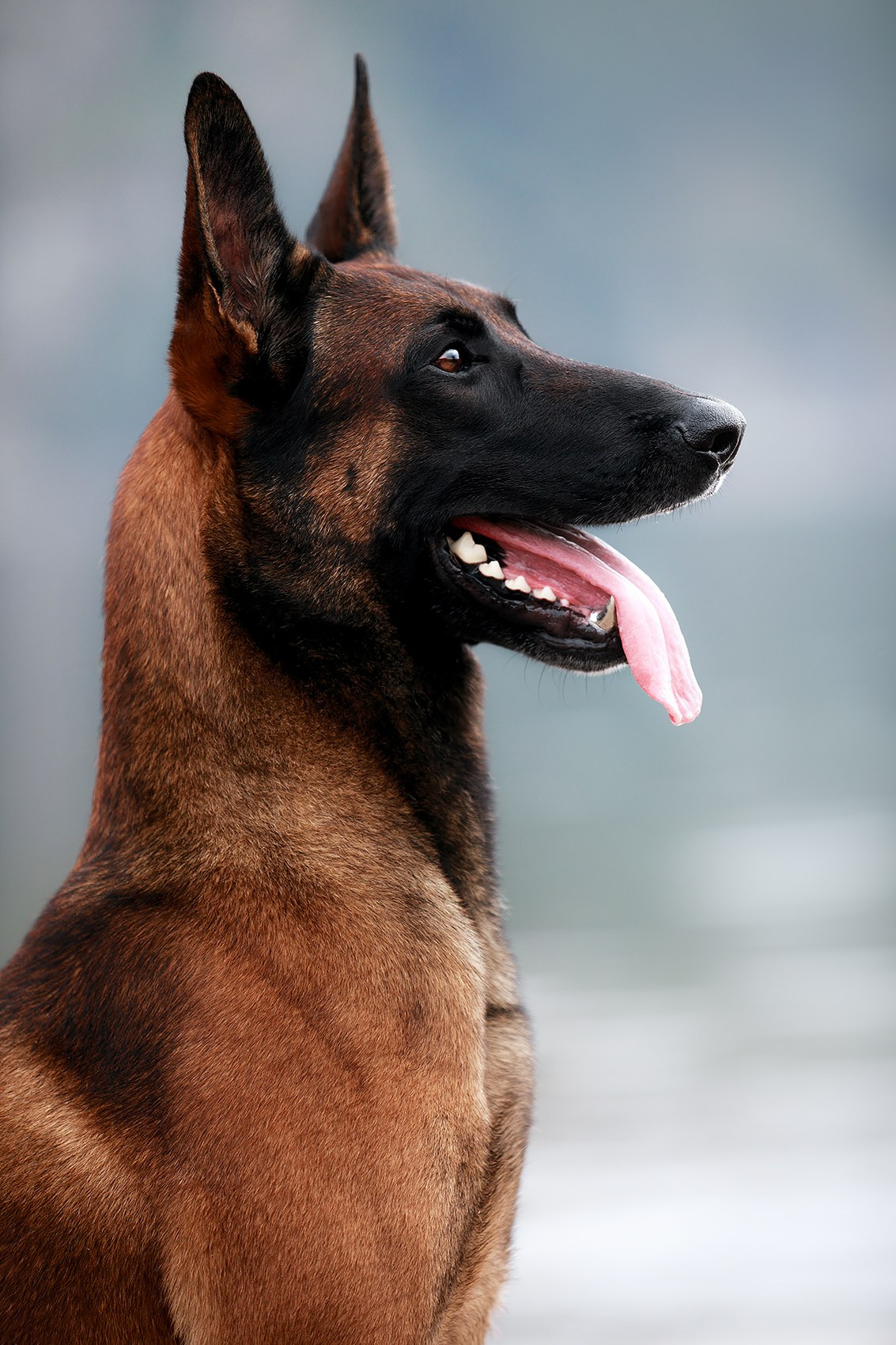 Малинуа в лицах. Фотограф-анималист Mary Mart — Москва, Питер