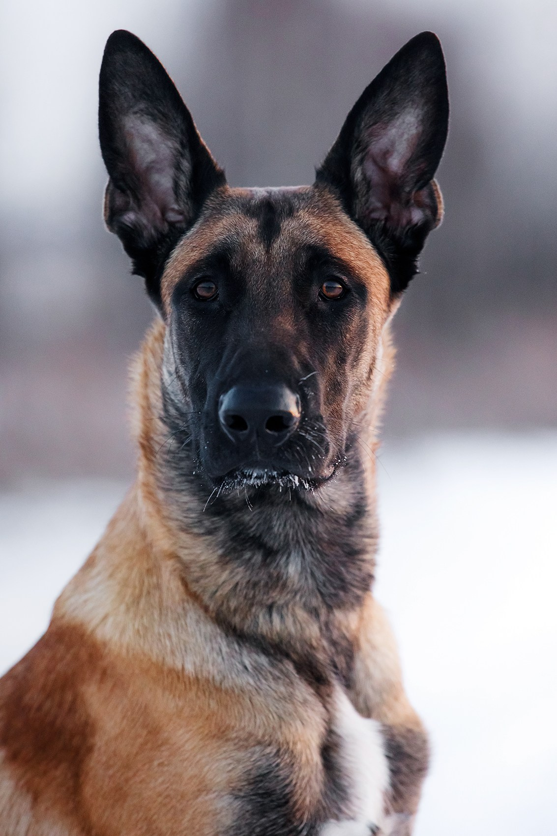 Малинуа в лицах. Фотограф-анималист Mary Mart — Москва, Питер