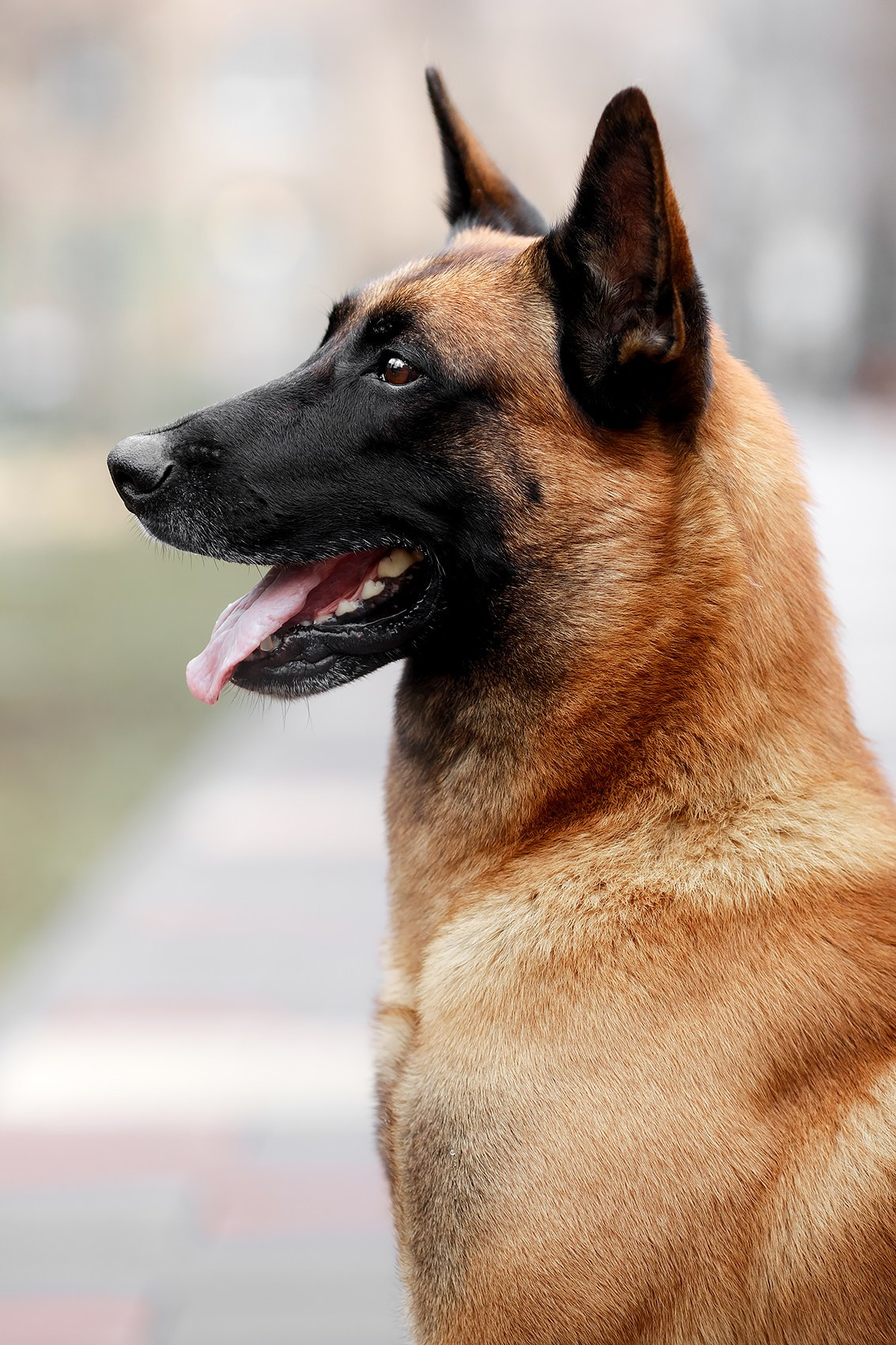 Малинуа в лицах. Фотограф-анималист Mary Mart — Москва, Питер