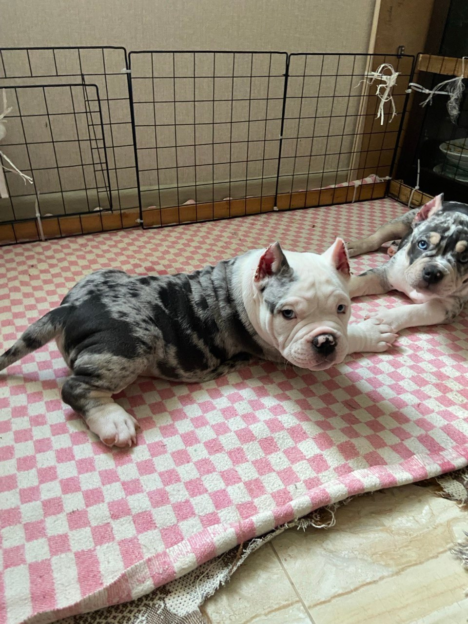 Свободные щенки Американский Булли, в типах покет, классик, стандарт. Американский Булли в г. Ростов-на-Дону. Питомник THE POWER OF SIBERIA