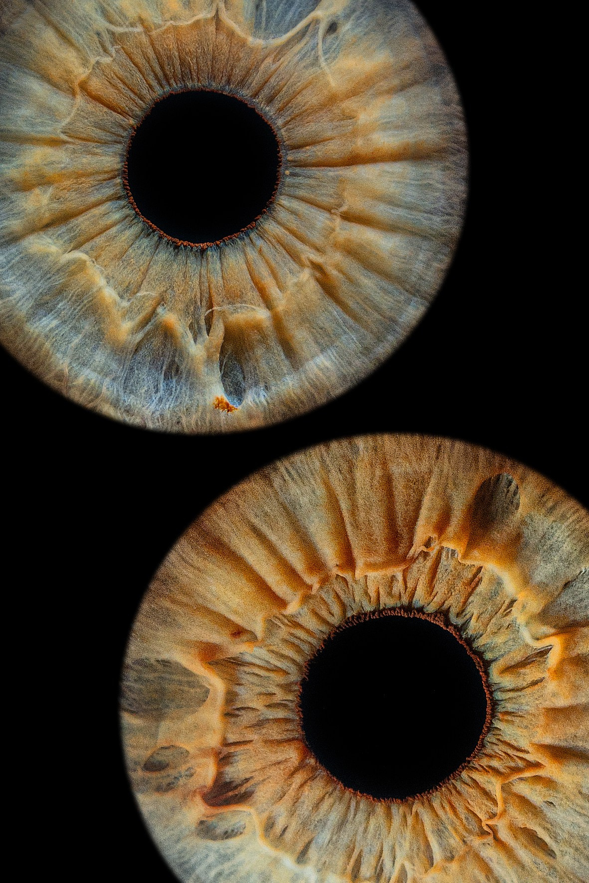 фотография радужки глаза Хабаровск фото радужки глаза Хабаровск