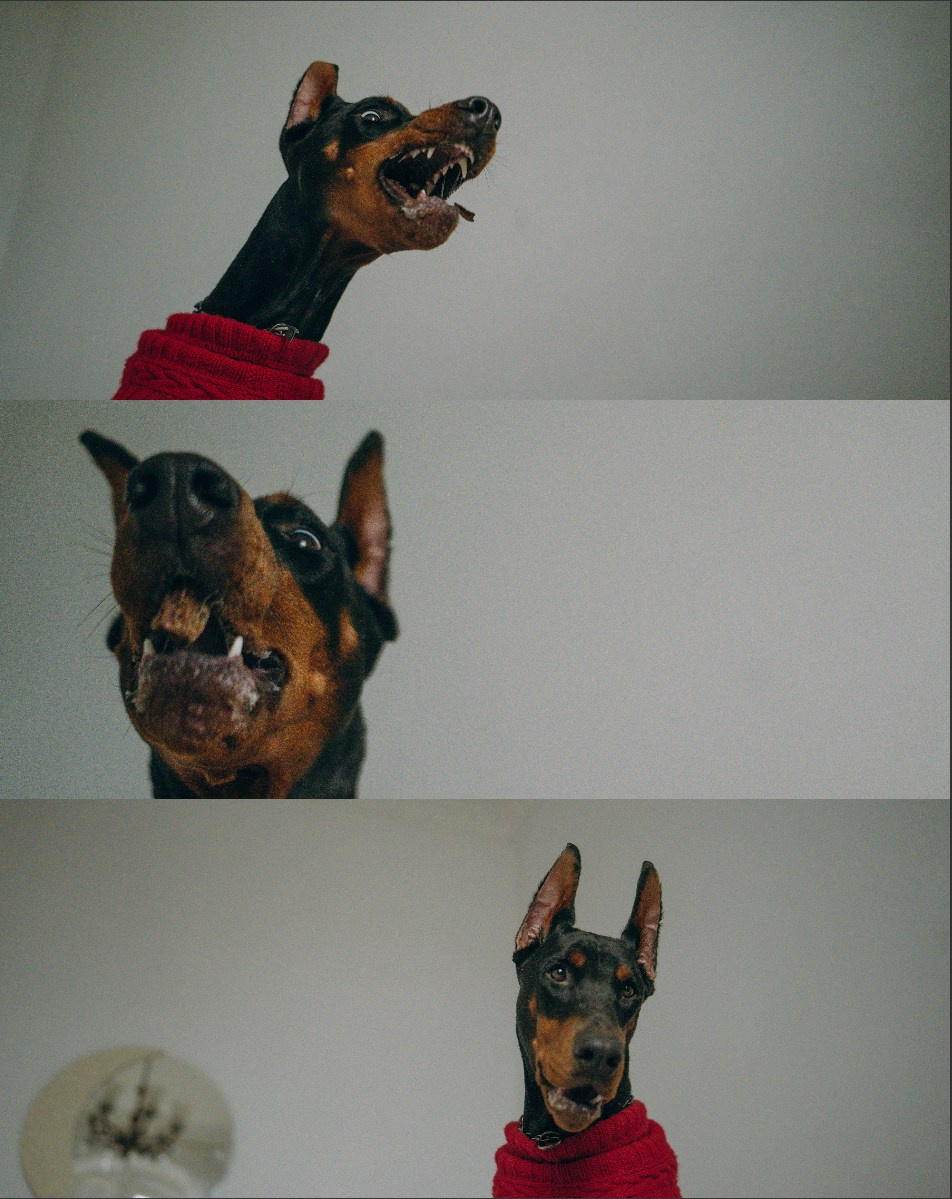 Саша и Асти. Фотограф анималист в Москве и Санкт-Петербурге Свиридова Анна