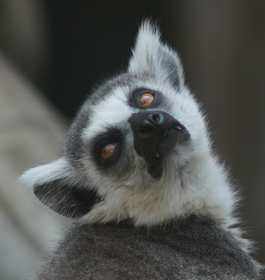 Животный мир📸. Фотограф Москва и Сергиев Посад Ирина Ермакова