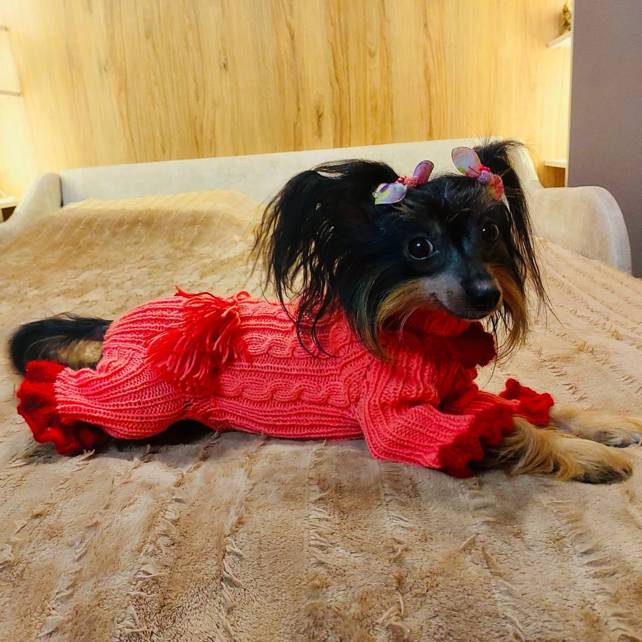 Our fashionista Vikusya. Chinese Crested Dog Kennel Poale Ell