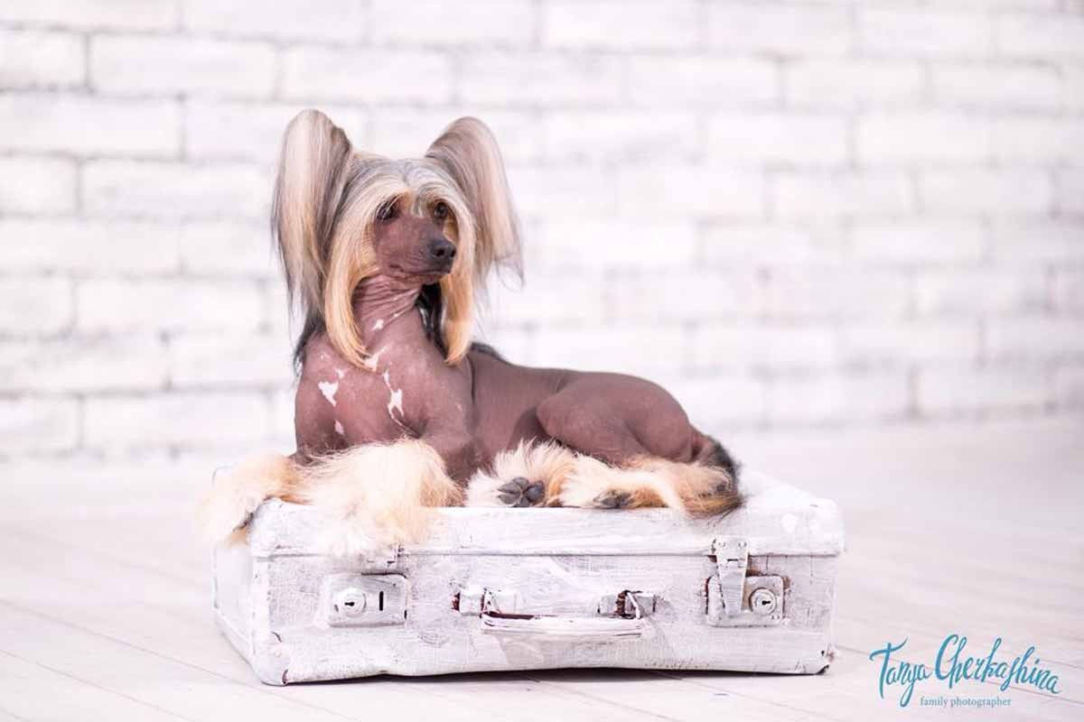 Нерону (Zlato Dinastii Neron) — 14 лет. Поздравляем тебя, наш знаменитый папа!. Питомник китайских хохлатых собак Poale Ell: купить щенка