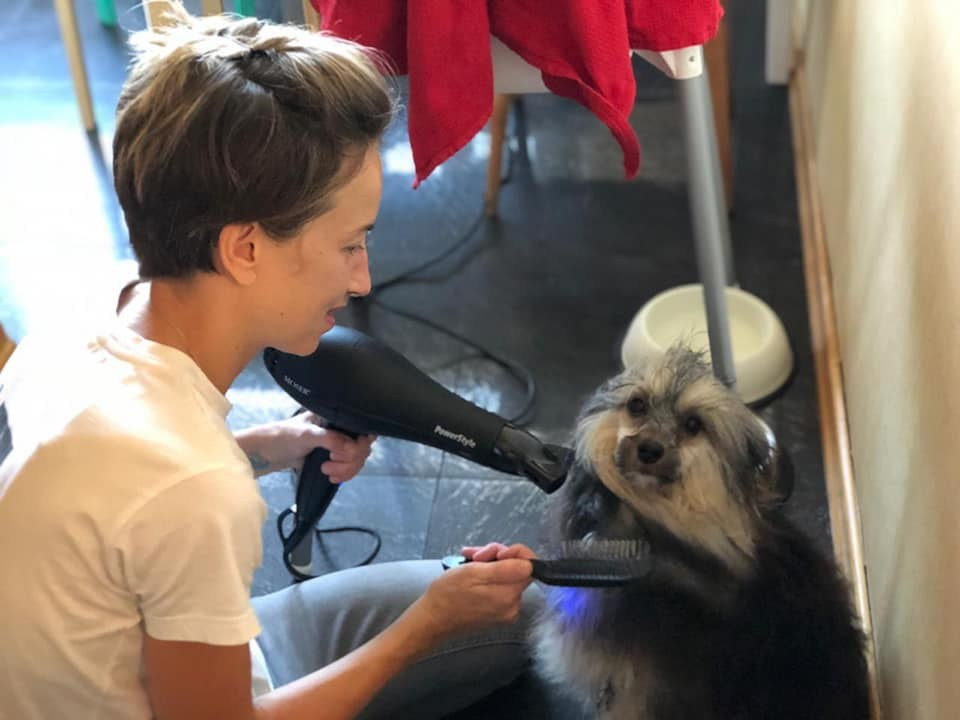 Poale Ell Bazhen. Chinese Crested Dog Kennel Poale Ell