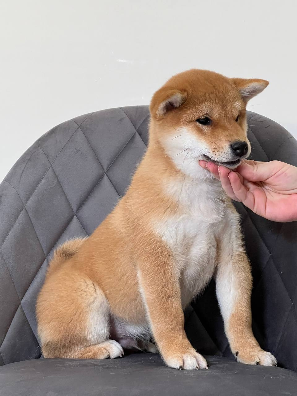 сиба питомник Рубилайт щенки на продажу rubylight  сиба щенки купить СПб Санкт-Петербург 