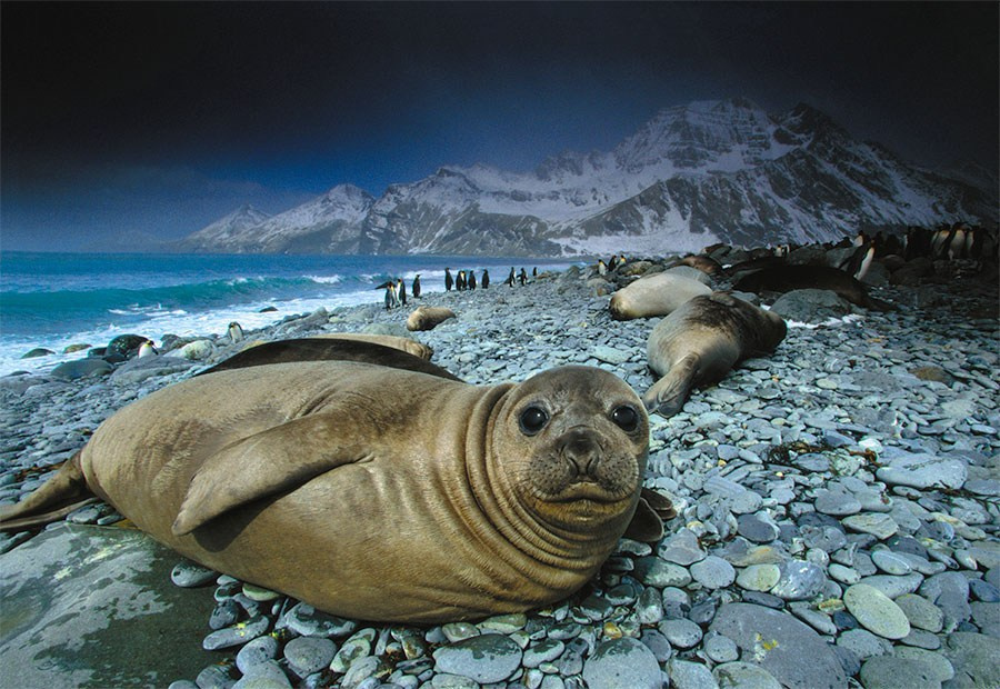 фотография Арта Вульфа с животным, вписанным в природный ландшафт