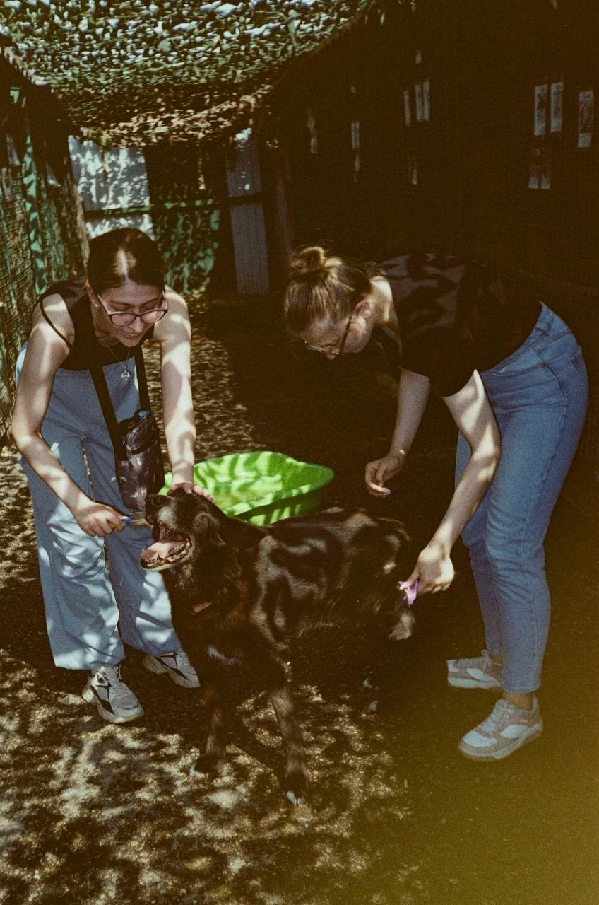 Прогулки и волонтерство. Забери домой друга