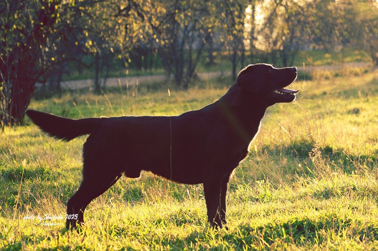 Экстерьерные фото. Slavilada-Лапки. Свет. Любовь… Профессиональная фотосессия питомцев Для памяти, пристройства и продажи. Хабаровск