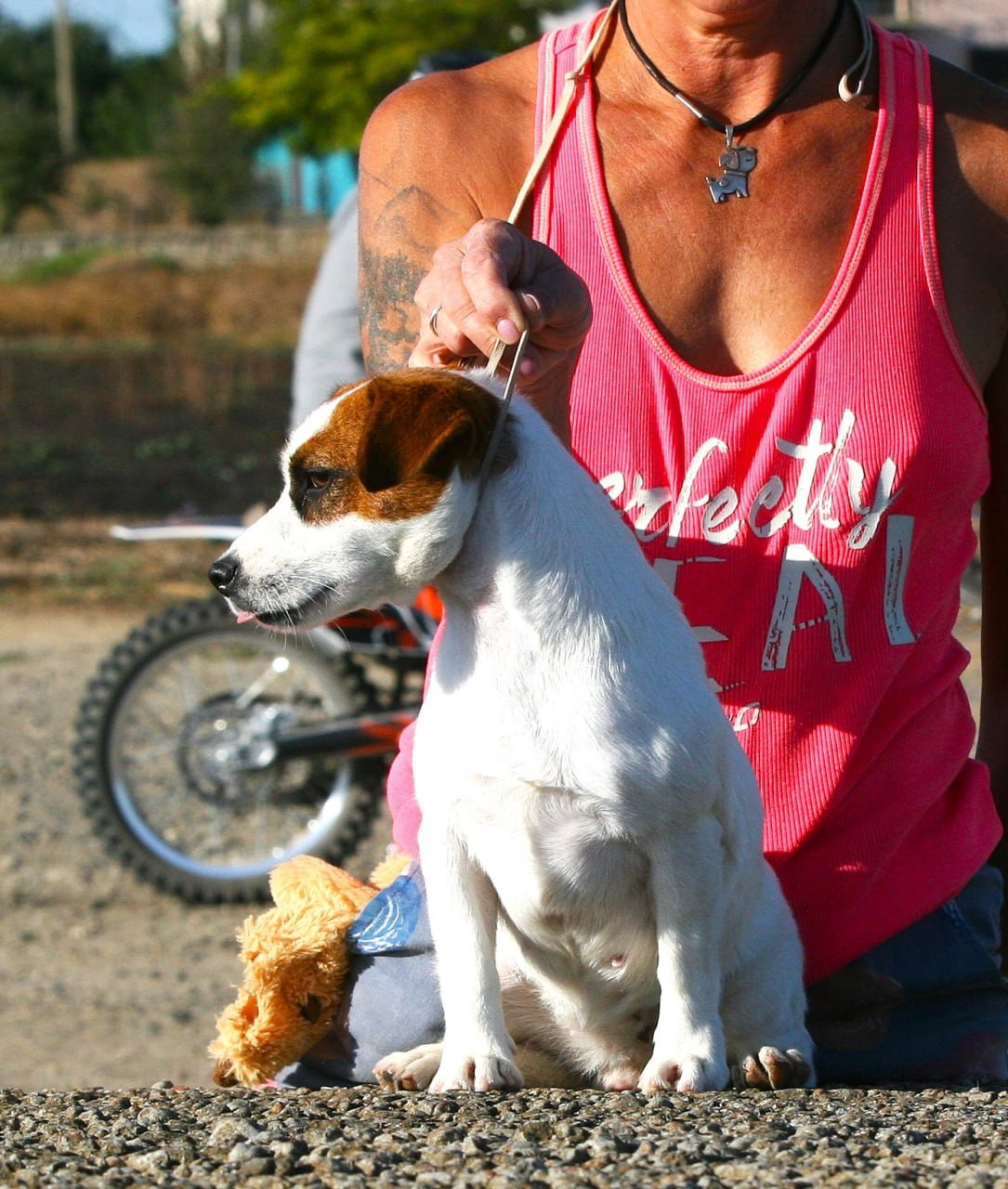 Lovely-Orange Avrora. Lovely-Orange питомник джек рассел терьеров