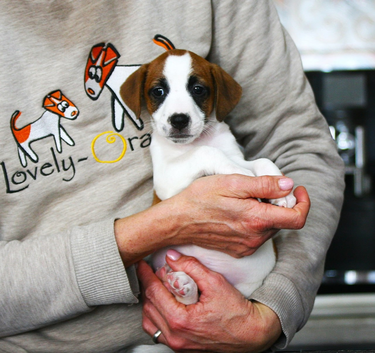Кобель. Lovely Orange kennel Jack Russell Terrier FCI/RKF