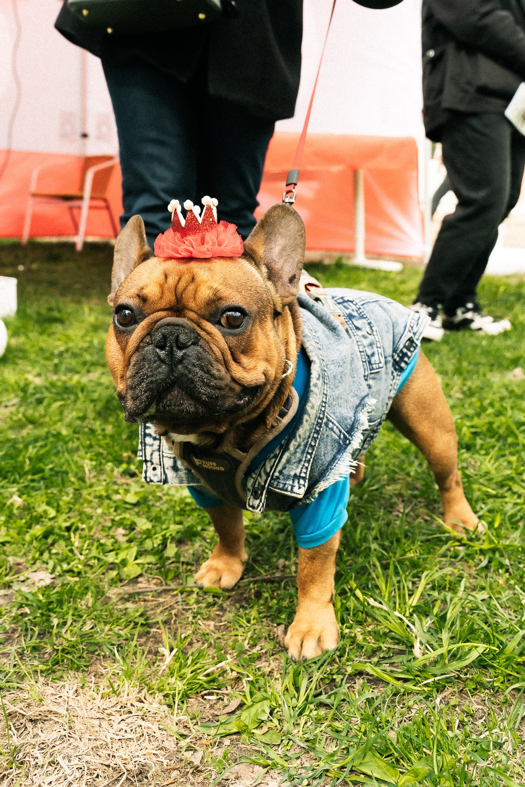 Парад Бульдогов. Axenov_eugene