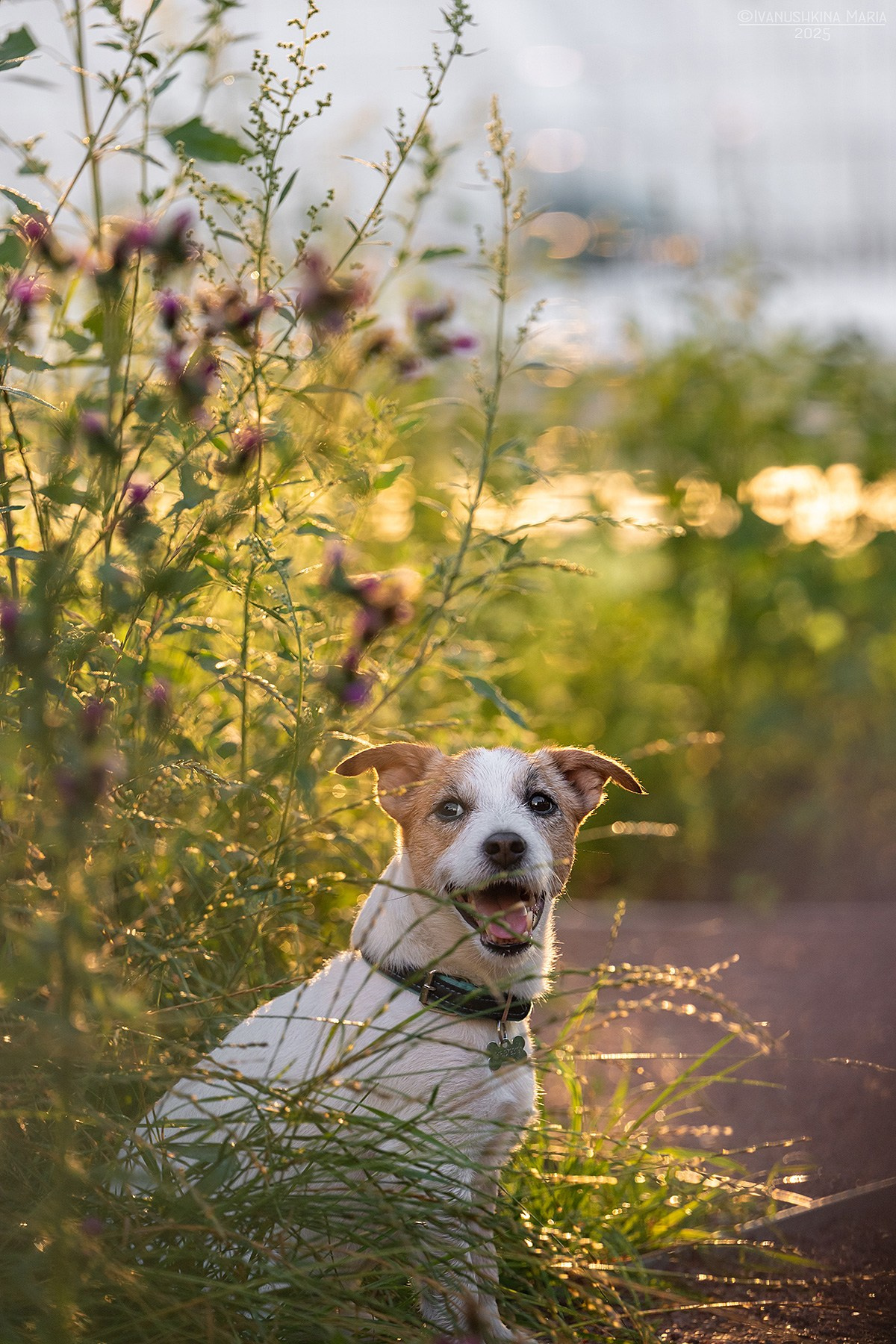 Фотограф-анималист. Фотограф собак в Москве и Московской области Иванушкина Мария