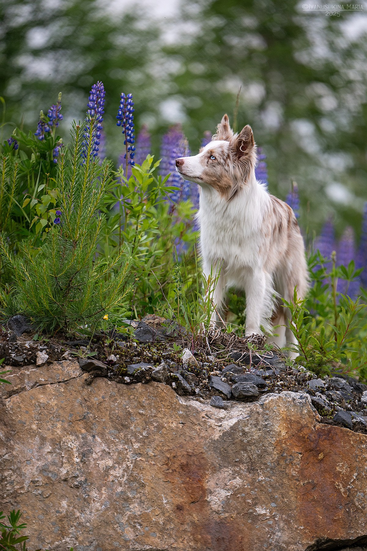 Фотограф-анималист. Фотограф собак в Москве и Московской области Иванушкина Мария