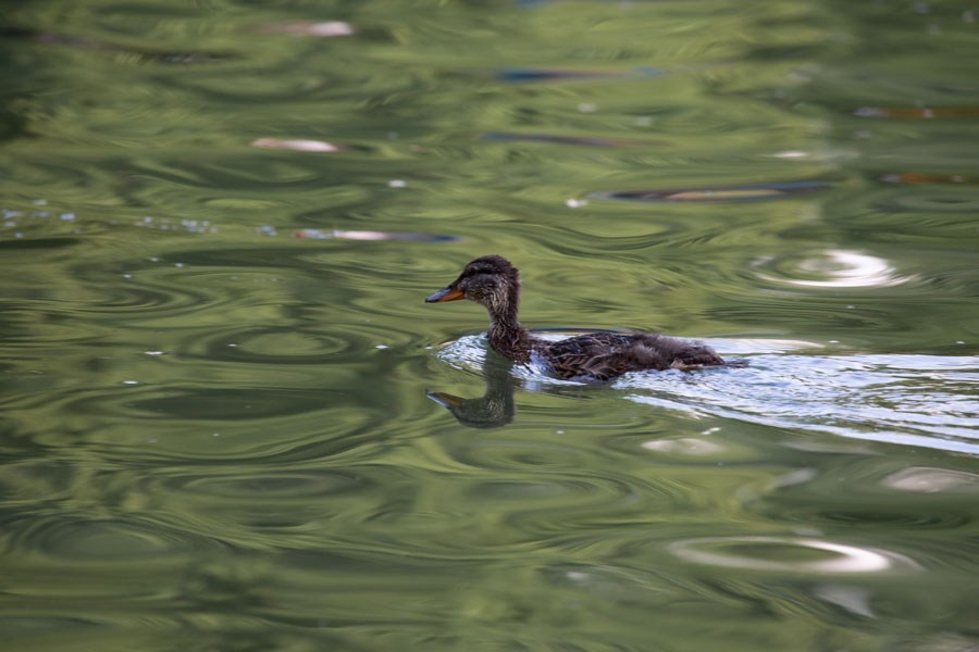 Работы учеников школы. Фотостудия Алматы. Фотосъемка Алматы. Фотосессия Алматы. Фотокурсы. Обучение фотографии. Аренда студии