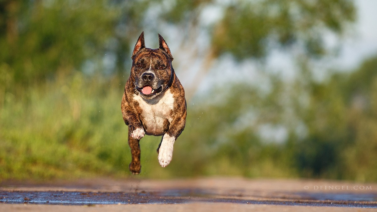 АСТ Федя, Пако и Ника. Фотограф-анималист Natalia Deingel | Фотосъемка собак в Москве