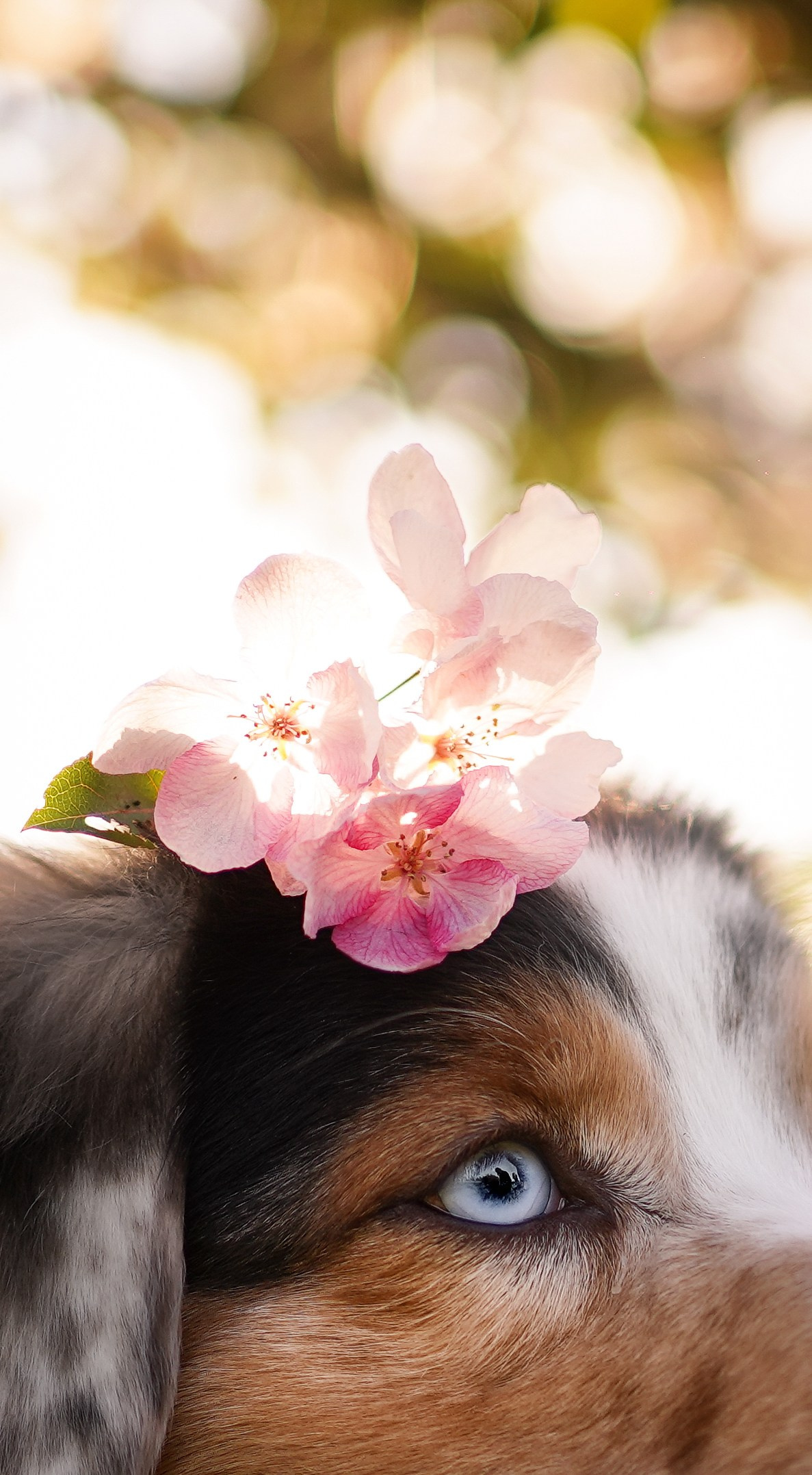 Аусси в Яблоневом саду. Фотограф-анималист в Санкт-Петербурге Яна Мартынова