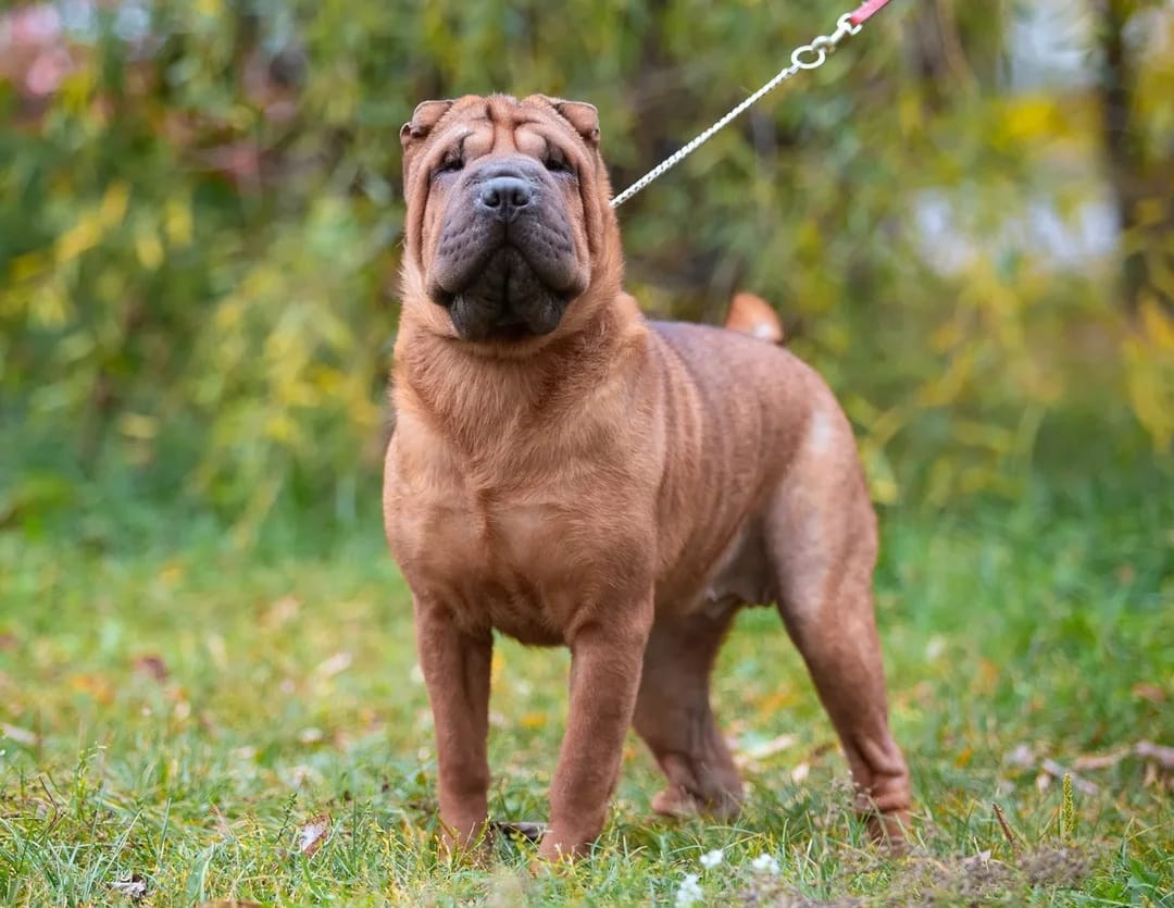 Купить Шарпей Нижний Новгород, Купить Шарпея Нижний Новгород, Купить щенка Шарпей Нижний Новгород, ТОП питомник Шарпеев Нижний Новгород, Питомник Шарпей  Нижний Новгород, 