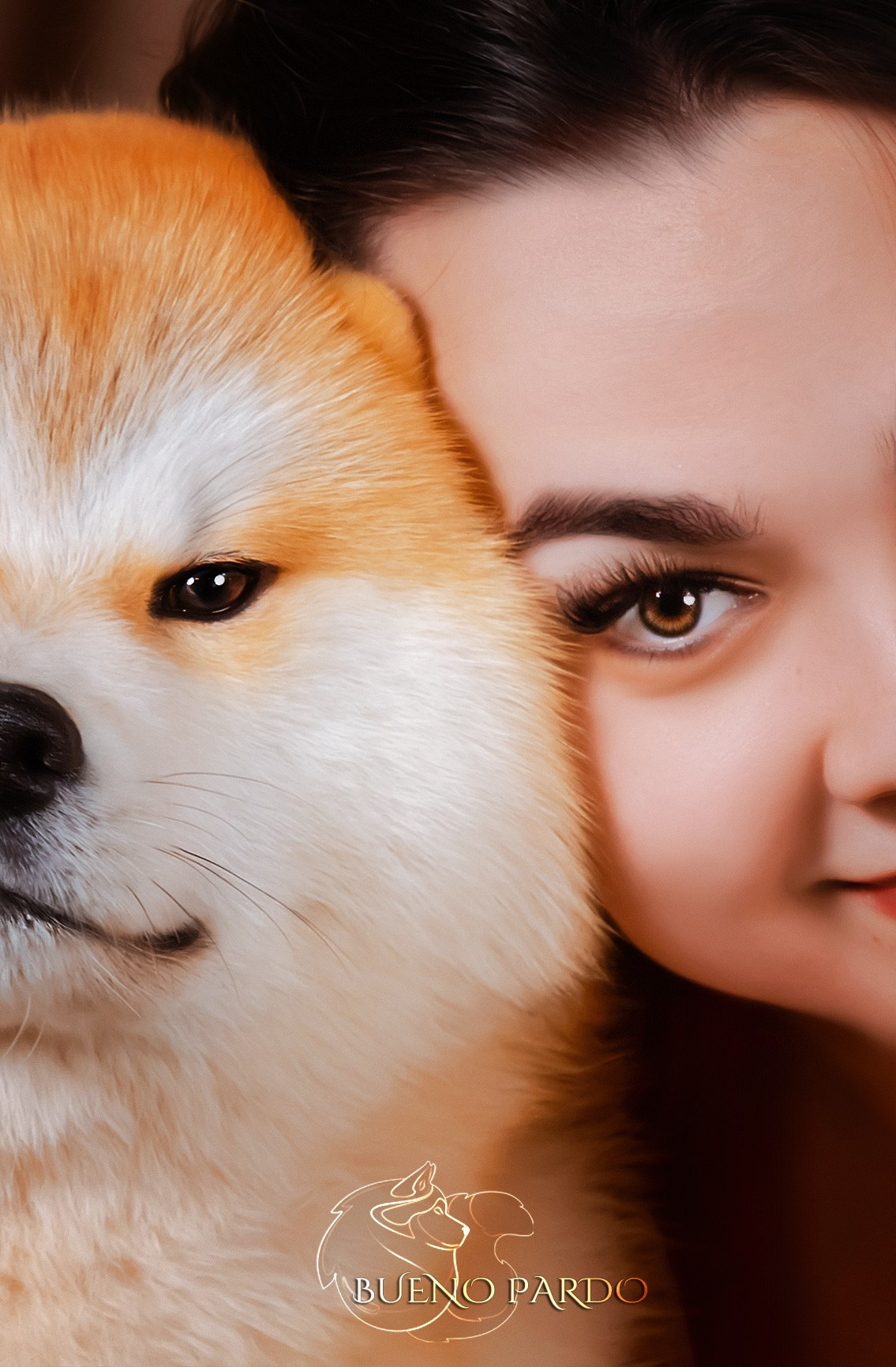 АКИТА. Kawaii Kuma питомник собак пород Корги пемброк, Акита ину, Сиба