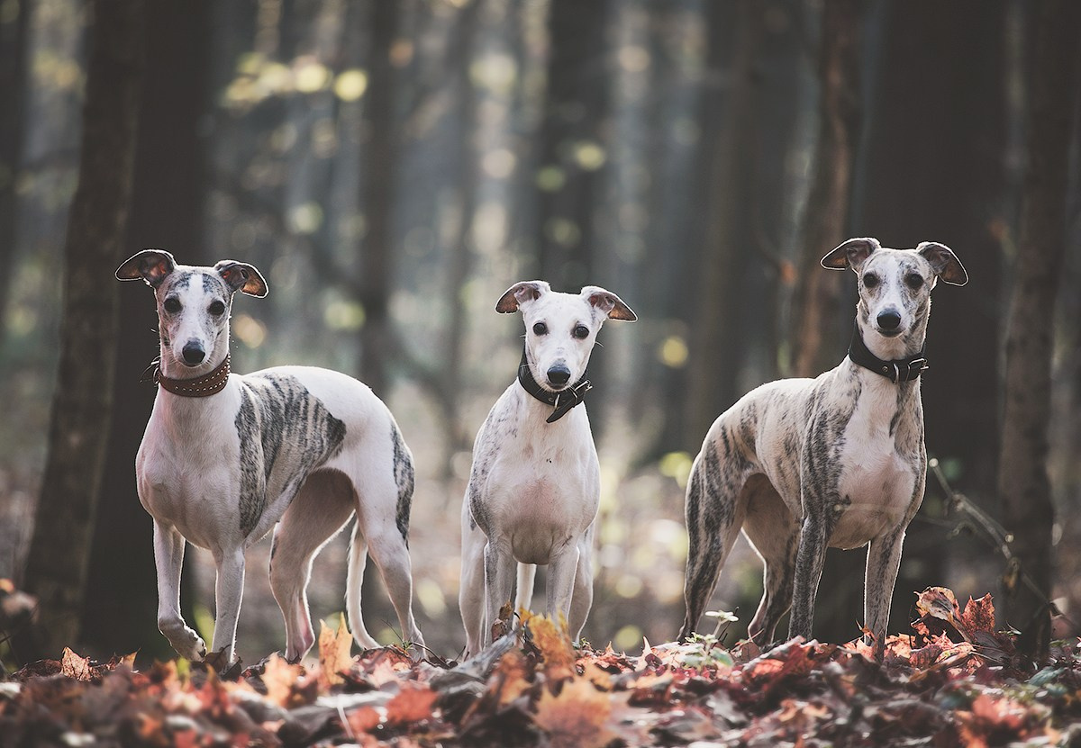 Boldinova Yulia фотограф Москва