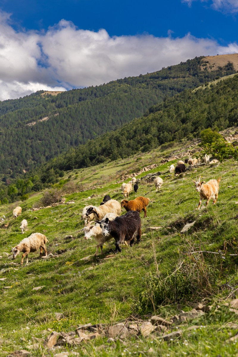 Животные. Photomantis