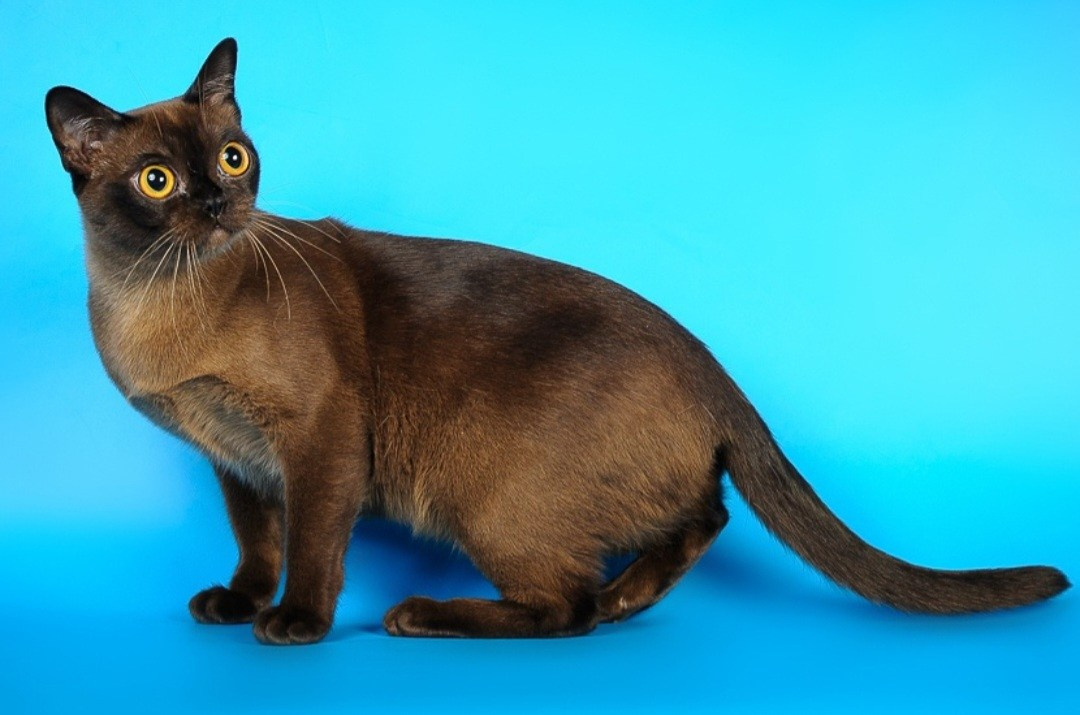 Котёнок американской бурмы. Las Burmas — питомник американской бурмы традиционных линий