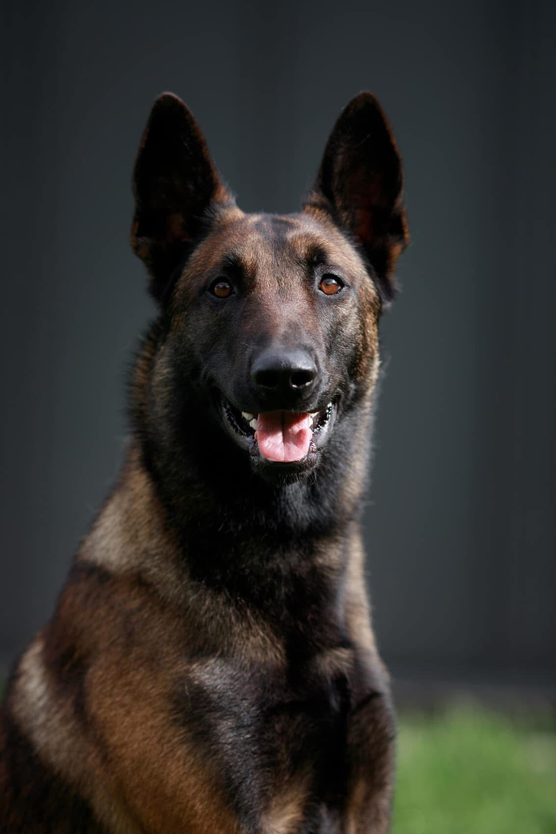 Малинуа в лицах. Фотограф-анималист Mary Mart — Москва, Питер