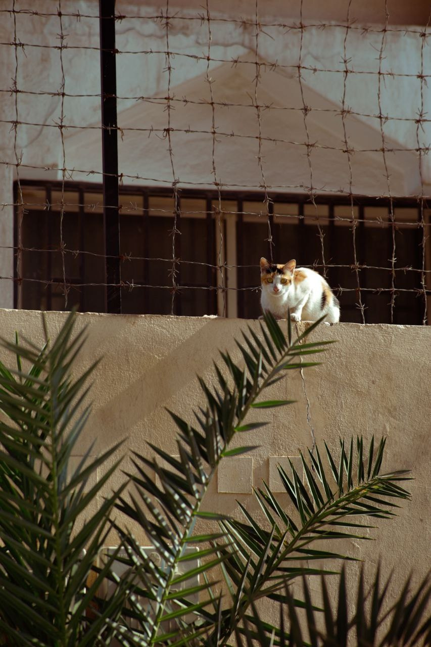 Эль-Джубайль. СА. 2025. Фотограф Михаил Олейник