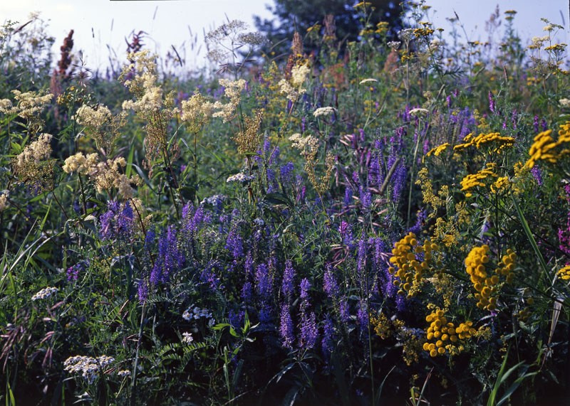 Лето. ВАДИМ ГИППЕНРЕЙТЕР — ВЕЛИКИЙ ФОТОГРАФ ЗЕМЛИ РУССКОЙ
