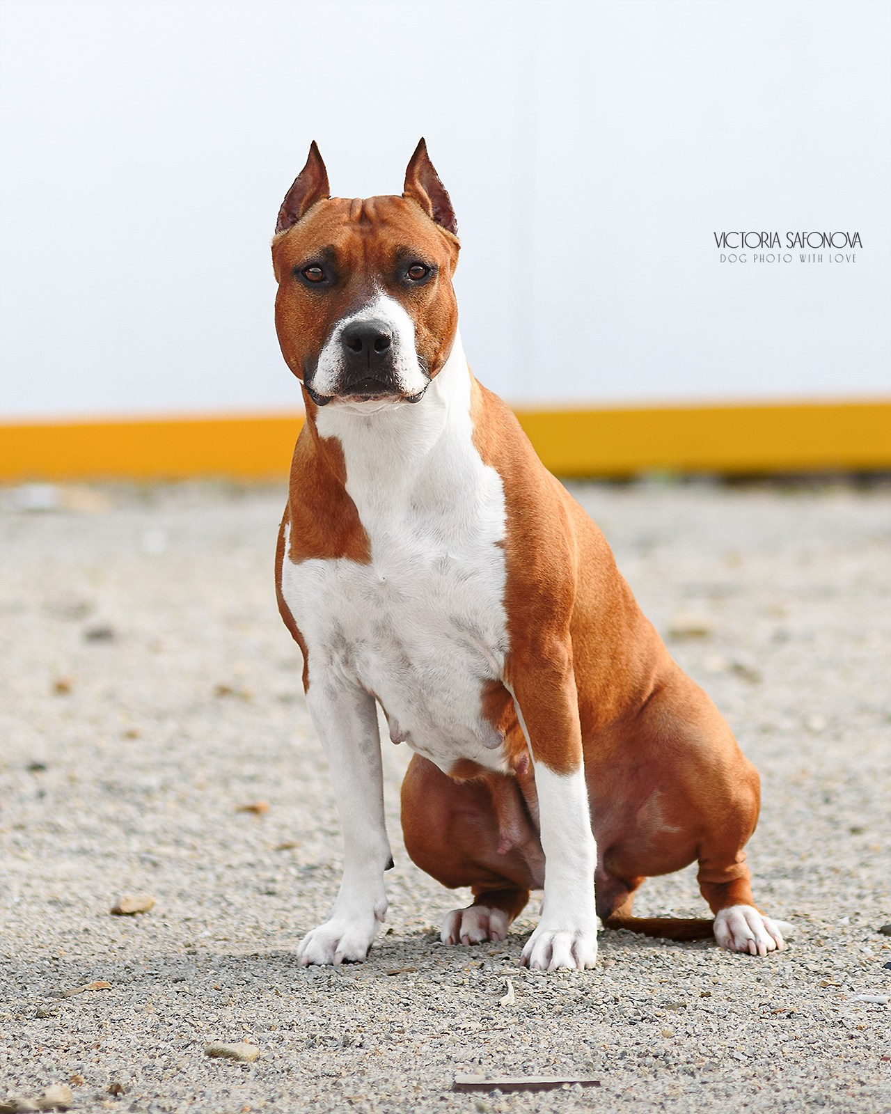 Американский стаффордширский терьер 19.06.2023. Фотограф анималист Благовещенск. Сафонова Виктория