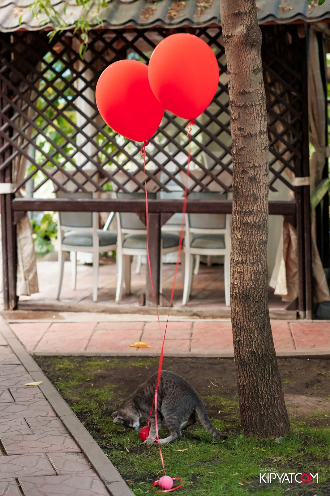 ЮБИЛЕЙ КАФЕ ТЯНЬ-ШАНЬ — 20 ЛЕТ. КИПЯТКОМ АЛМАТЫ!