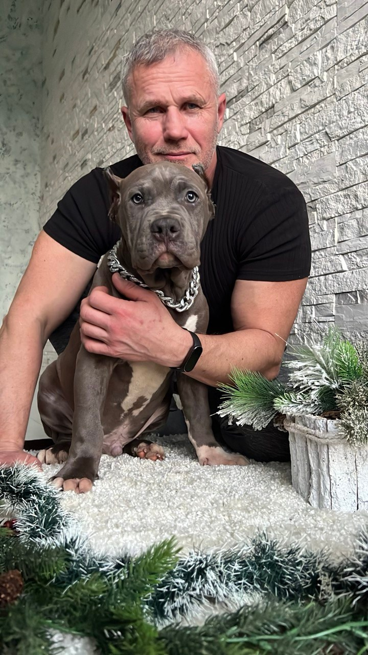 Все свободные щенки. Американские булли XL в г. Калининград. Питомник Great Bully UNIVERSE